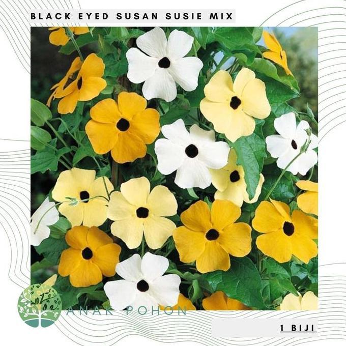 ready Benih Bibit Biji - Bunga Thunbergia Black Eyed Susan Alata Mix Flower Seeds - IMPORT murah
