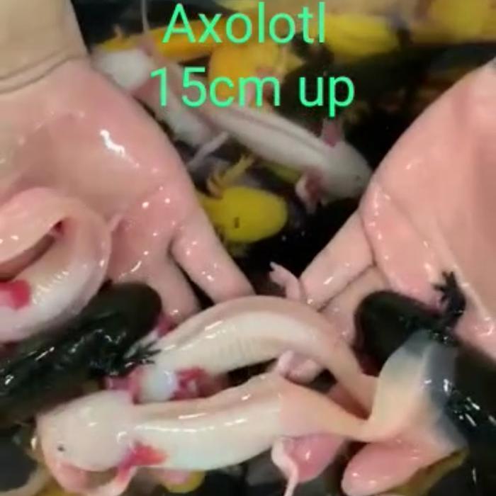 Axolotl Salamander/Ikan Naga size Jumbo -+15cm