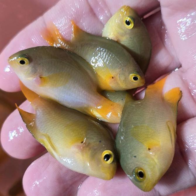ikan hias laut betok kuning yellow damsel fish. perawatan mudah makan pelet.