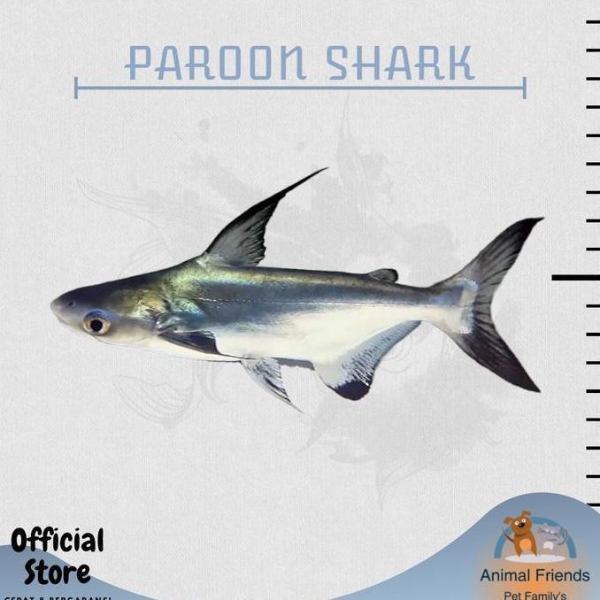 VIRALL IKAN PREDATOR HIU AIR TAWAR / GENGHIS KHAN *