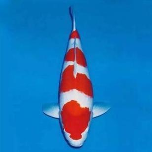 FYP IKAN KOI KOHAKU BLITAR 34-37 CM GRADE A //