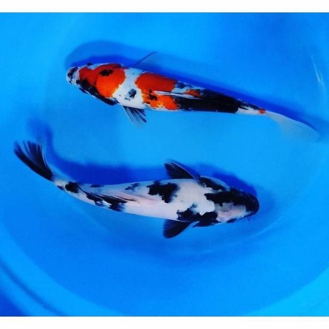VIRALL IKAN HIAS KOI SHOWA & SHIRO 2 EKOR / SIZE 17-20CM ''