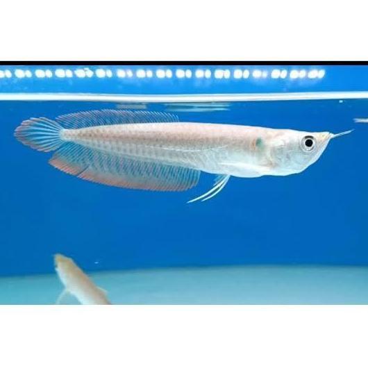 FYP ARWANA SILVER RED 18-20 CM //