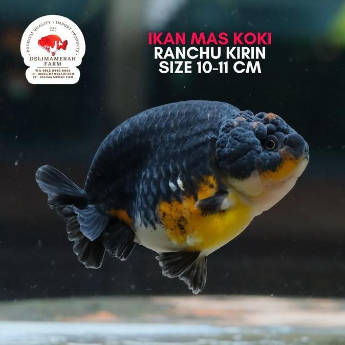 * IKAN MAS KOKI RANCHU KIRIN BLUEBASE RARE COLOR CALICO SIZE 12 CM UP //