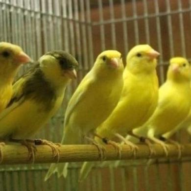 FYP BURUNG KENARI BETINA AF CEWEK SIAP TERNAK *