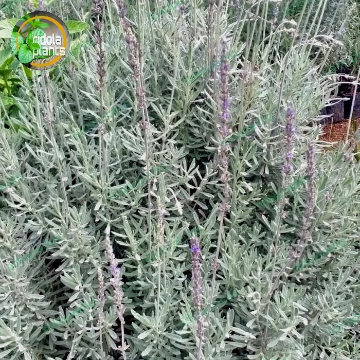 tanaman lavender gold creek ukuran besar