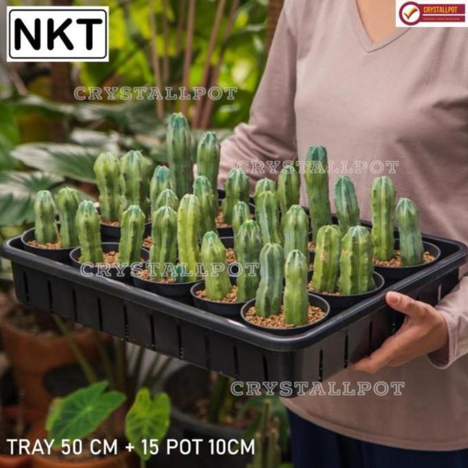 1 SET TRAY + 15 PCS POT HITAM 10CM | TRAY POT NKT 50CM | TRAY SEMAI BIBIT