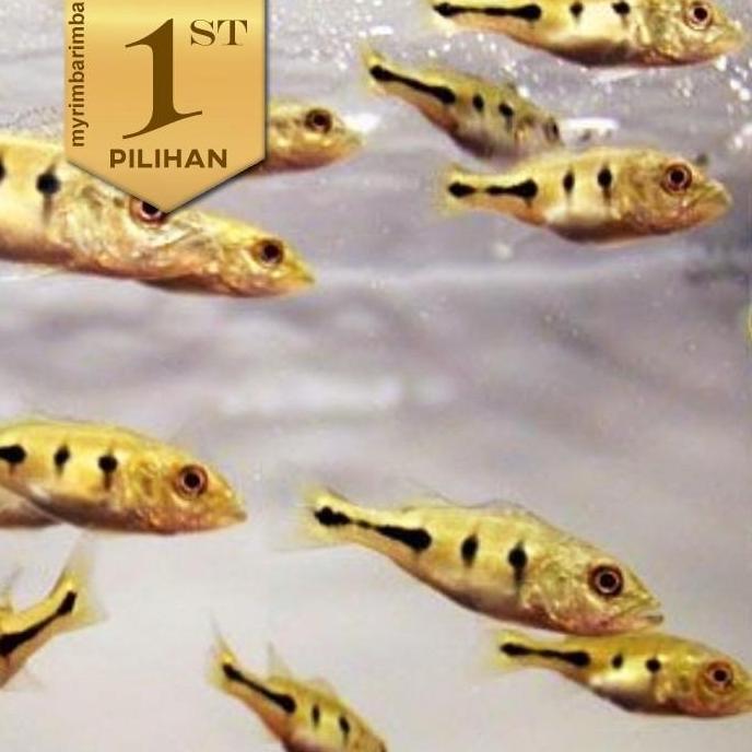 Paket Baby (isi 5) Peacock Bass Mono Ikan Hias Predator Hiasan Aquarium Aquascape