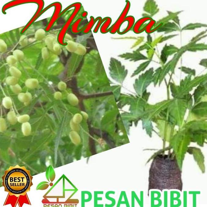 BIBIT POHON MIMBA