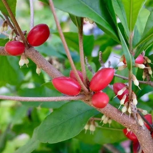 Bibit Miracle Fruit kondisi sudah berbuah/berbunga