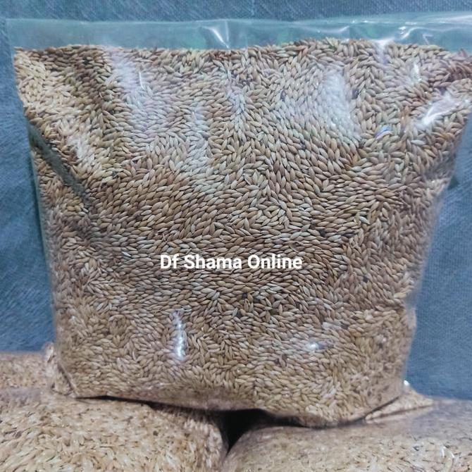 Canary Seed 1Kg Kenari Seed Kiloan Import Grade A Pakan Burung Kenari