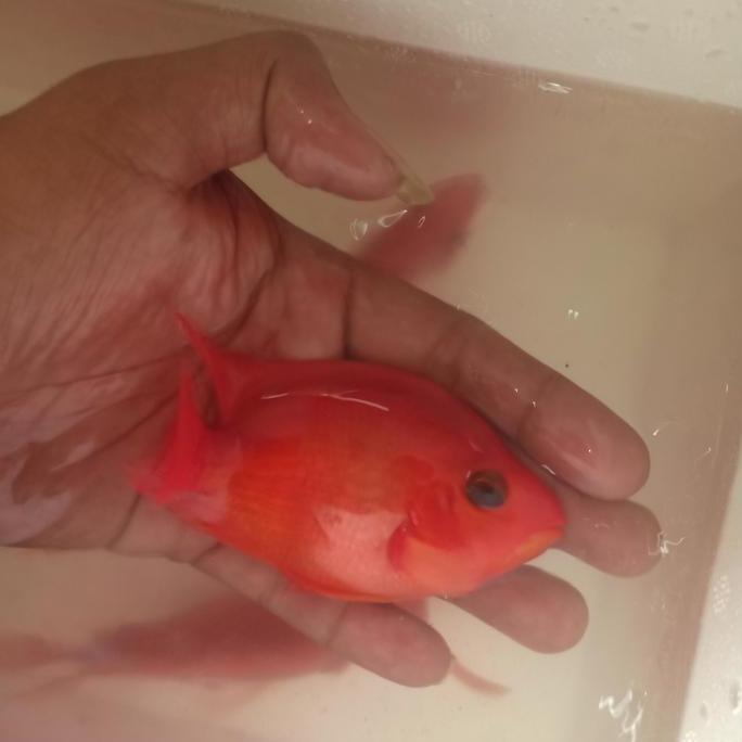 Ikan Red Parrot
