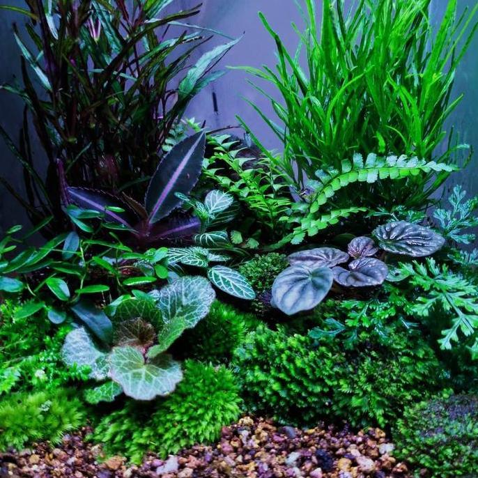 Paket Tanaman Terrarium Natural - Paludarium Indoorplant