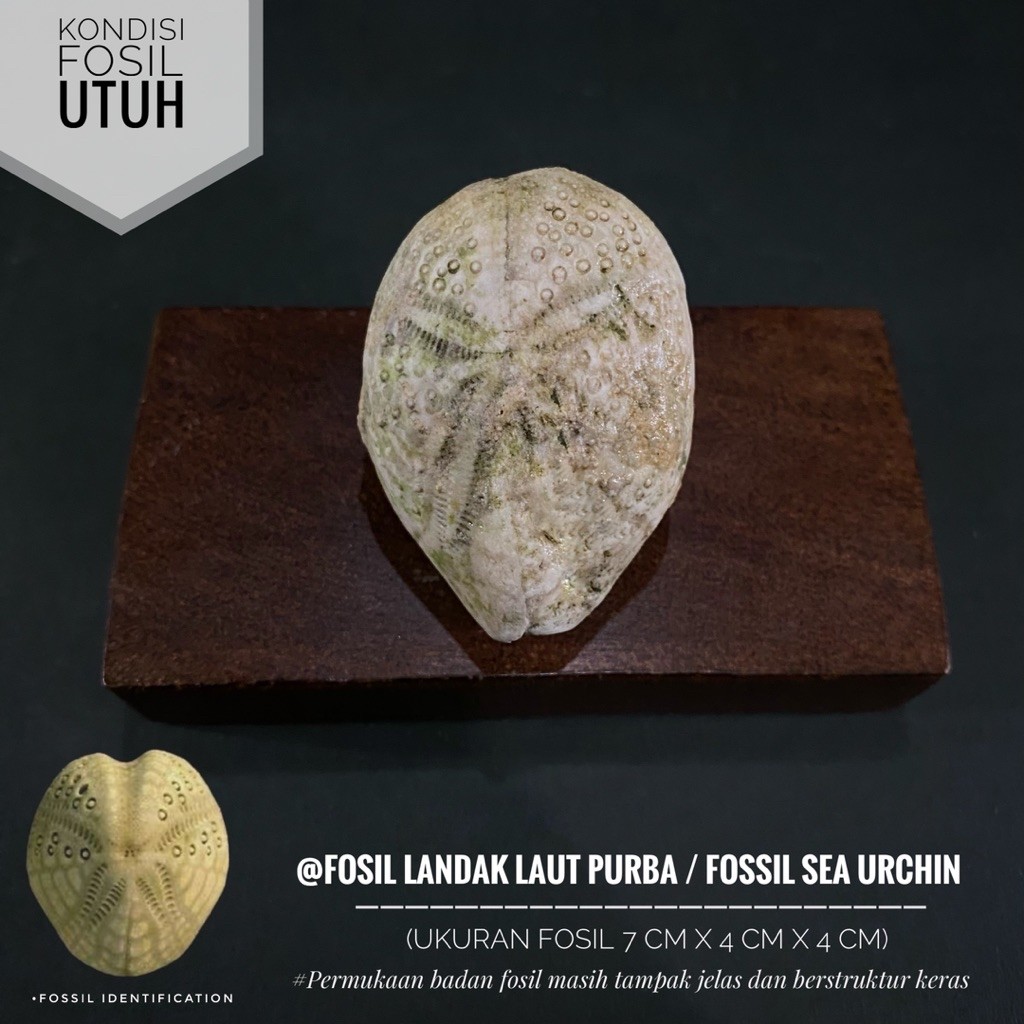 Fosil Landak Laut Purba atau Fosil Sea Urchin atau Fosil Bintang Laut atau Fosil Awar Awar atau Fosi