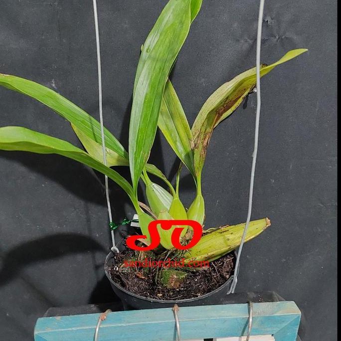 Reda- [ Desa ] Coelogyne Pandurata : Pesona Anggrek Hitam Borneo Yang Langka Dan Dilindungi
