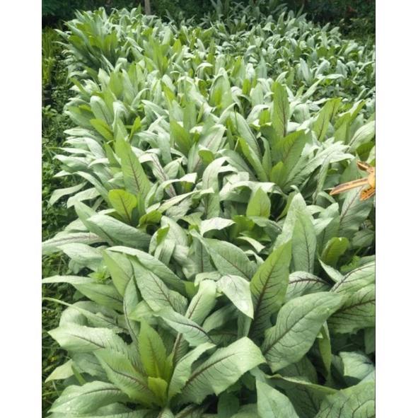 NEW benih sayur fumak dan tanaman fumak siap tanam bukan siomak (isi 250 benih) [terbaik][terlaris]