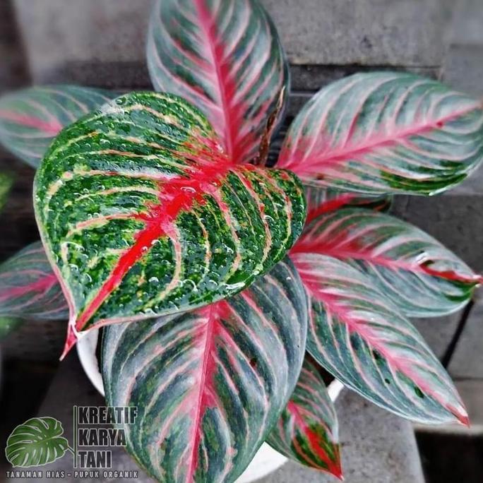 Tanaman hias aglonema red borju - Aglonema red borju