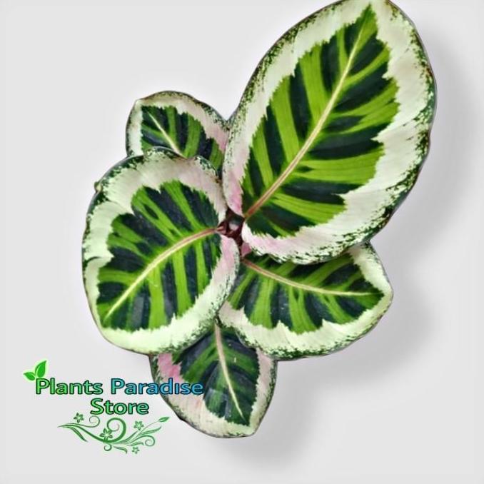 Calathea angela - tanaman hias calathea angela - tanaman calathea angela