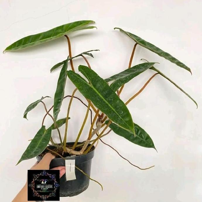 philodendron billietiae kabel busi batang orange