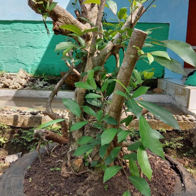 Bahan bonsai serut dongkelan jumbo