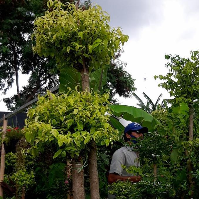 tanaman bonsai anting putri bunga 2 meter