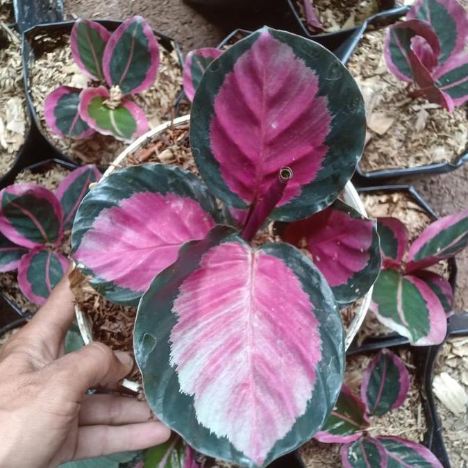 calathea pink rossy