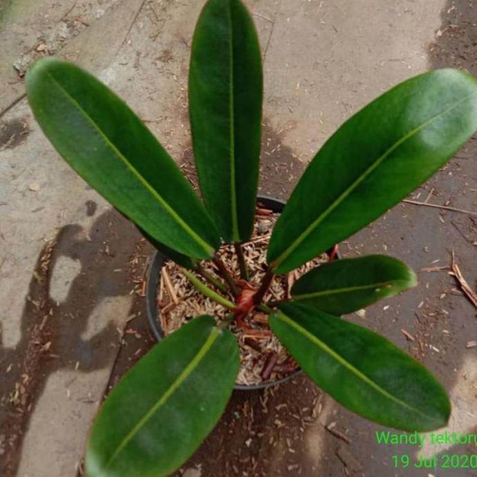Tanaman philodendron Callosum - tanaman Philo golok