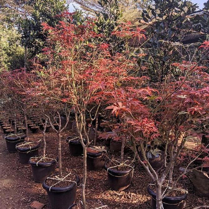 Tanaman hias ese red maple - Bonsai Red Maple