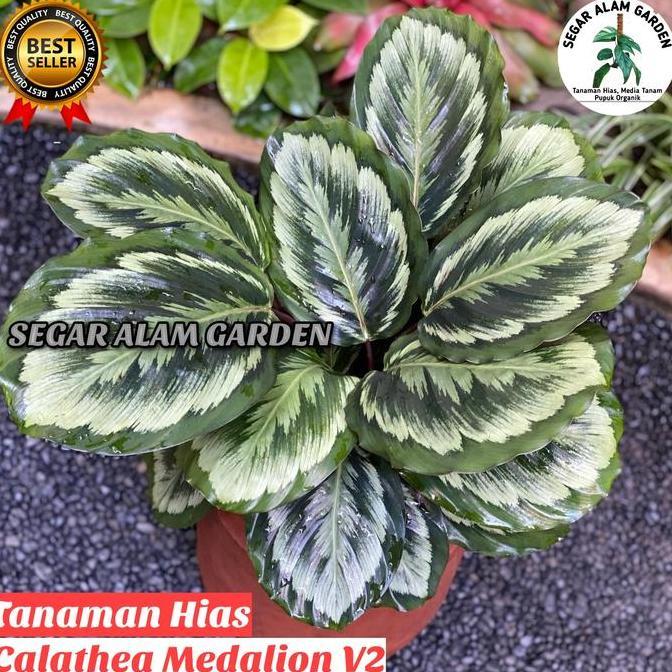Tanaman Hias Calathea Medalion V2 - Medalion V2