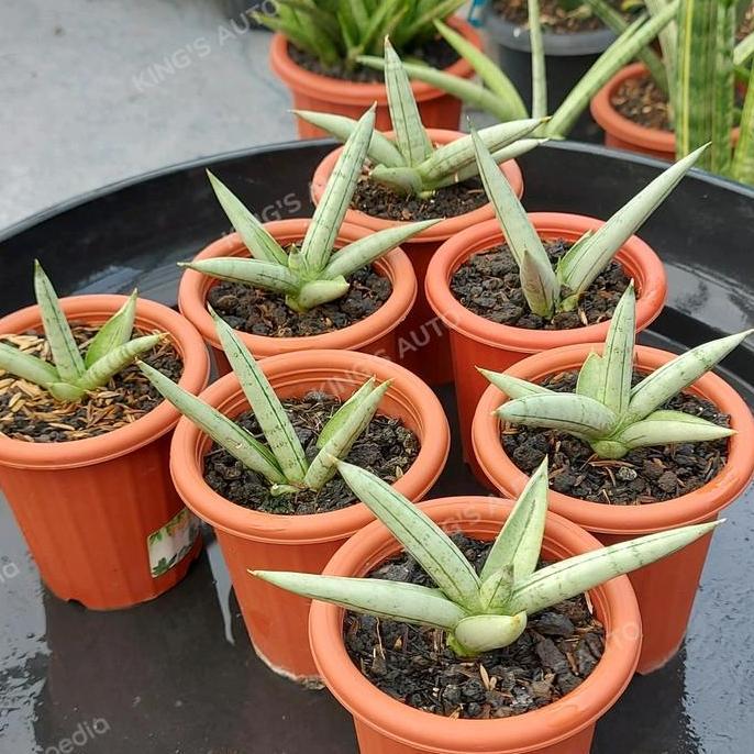 SANSE / SANSEVIERIA BONCEL PLATINUM 1 POT