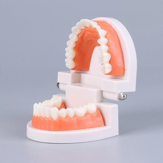 KOLANAME Dental Model Study Edukasi Dokter Gigi Phantom Studi Rahang Gigi Typodont Gusi Karet Alat P