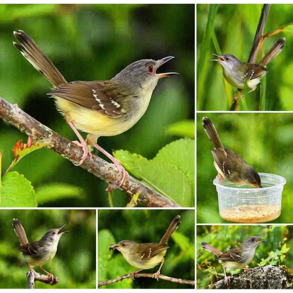 Termurah Burung Ciblek semi bahan pilihan gemuk sehat Satuan Jantan cisem koang kicau zaini canary