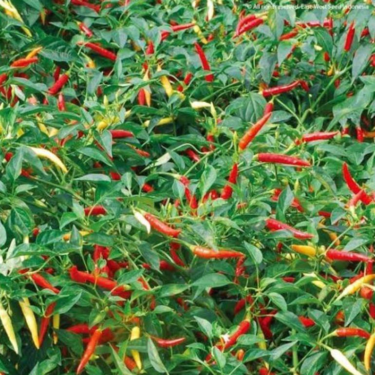 , 100 Biji Cabe Dewata 43 F1 | Bibit Cabe Rawit Dewata F1 | Benih Cabai Rawit ,