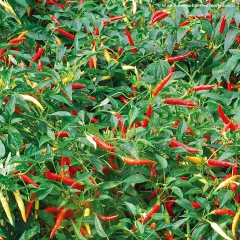 , 100 Biji Cabe Dewata 43 F1 | Bibit Cabe Rawit Dewata F1 | Benih Cabai Rawit ,