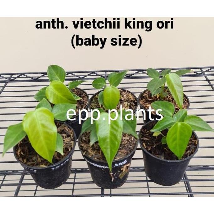Anthurium veitchii king ori baby size