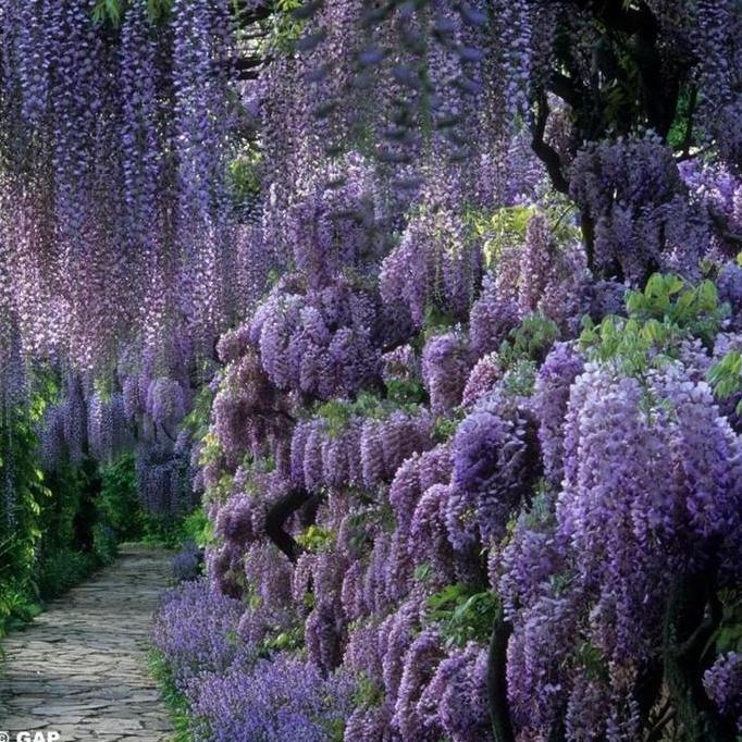 Artificial Wisteria Sinensis/ Artificial Pohon Wisteria Bunga Ungu