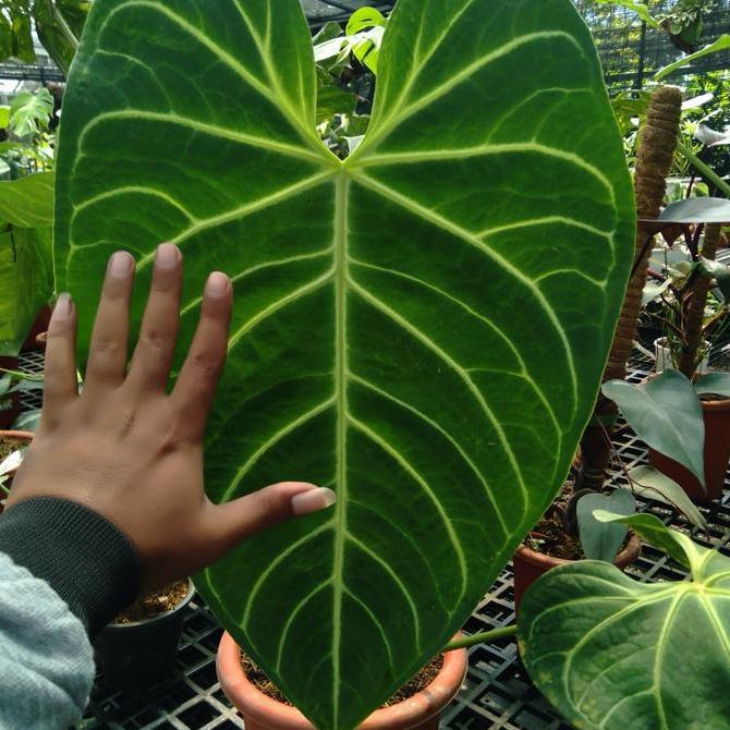 Anthurium Regale Peru Asli 1 daun