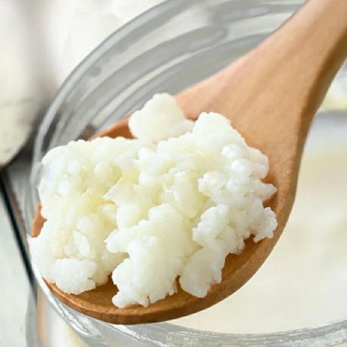 Milky- Grain Kefir / Bibit Kefir Susu /Kefir Grain 20Gr