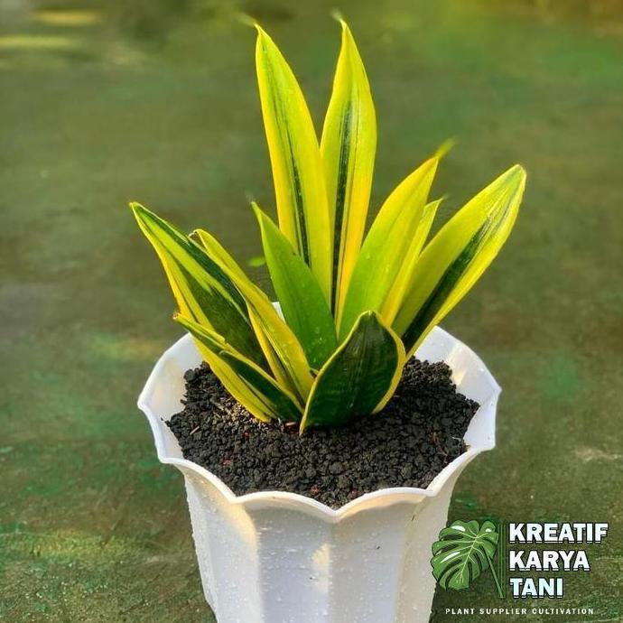 Newcastel- Tanaman Hias Sansivera Gold Flame - Sansivera Golden Flame - Sansivera