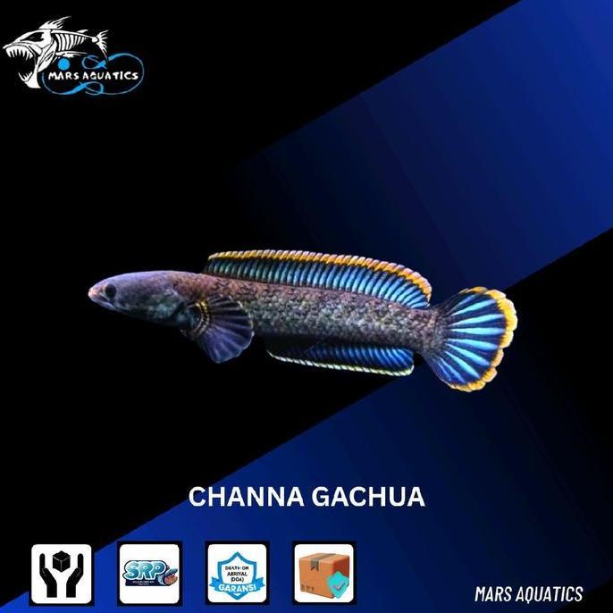 IKAN HIAS IKAN CHANNA GACHUA LIMBATA SNAKEHEAD