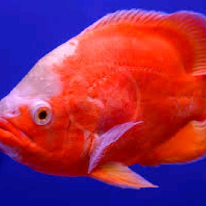 OSCAR RED CHILLI PARIS ALBINO (ASTRONOTUS OCELLATUS)