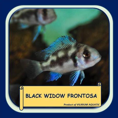 IKAN HIAS AIR TAWAR - BLACK WIDOW FRONTOSA CICHLID