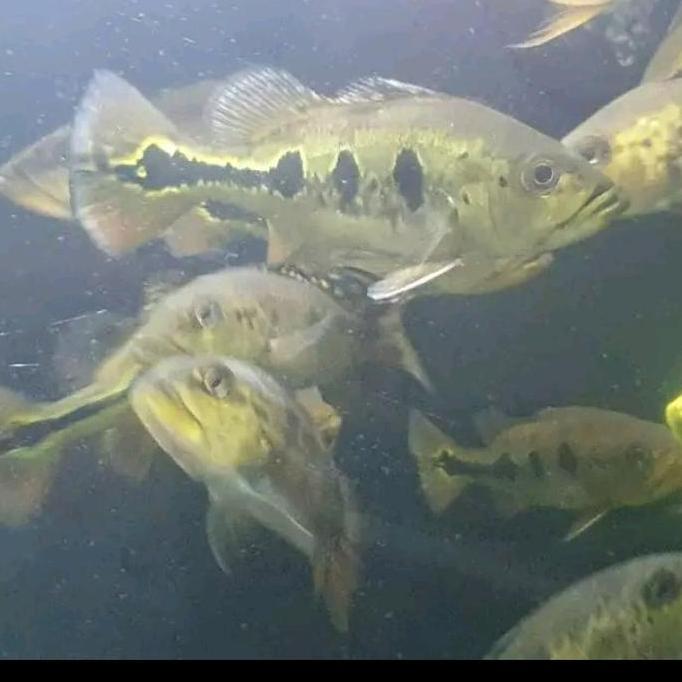 PEACOCK BASS MONOCULUS HIASAN AQUARIUM