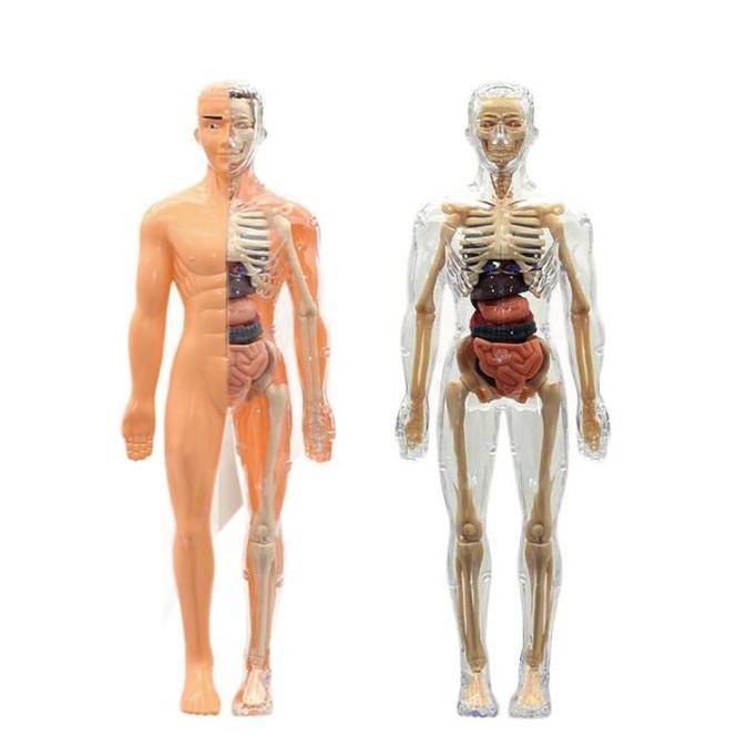HUMAN BODY ANATOMY MODEL MAINAN DOKTER MAINAN TENGKORAK  HUMAN ORGANS