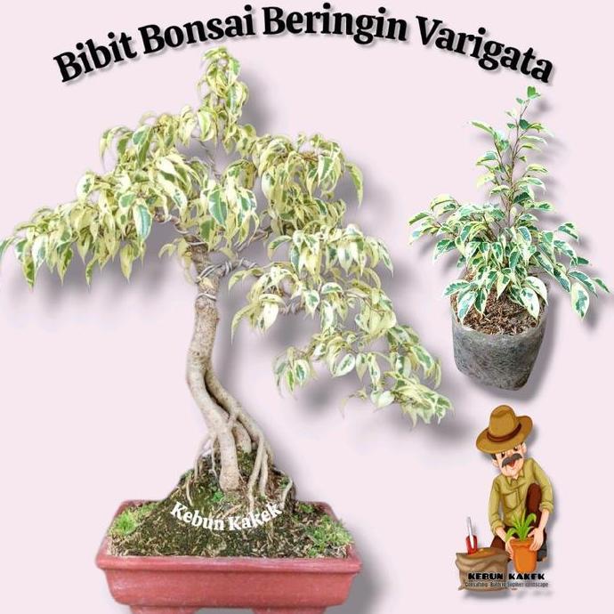 Decorao - Beringin Varigata / Tanaman Beringin Putih / Tanaman Hias Beringin Putih / Bibit Binsai Be