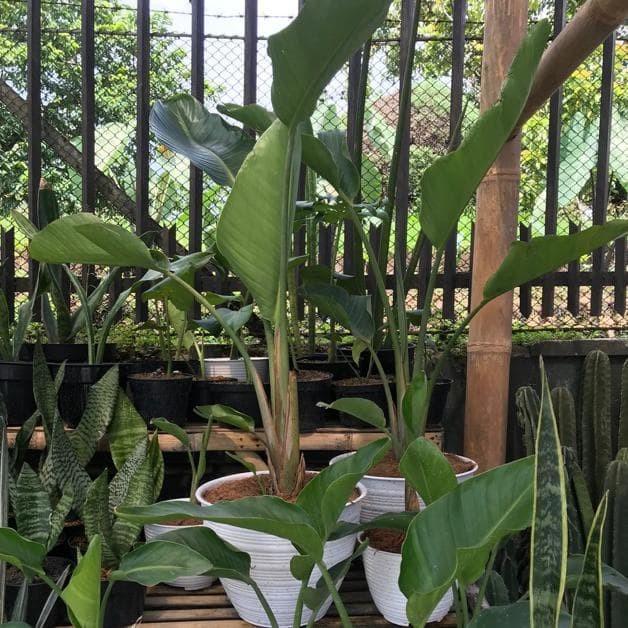 Bibit Tanaman Pisang Bird Of Paradise Bunga Putih Ungu MerAh MMZ