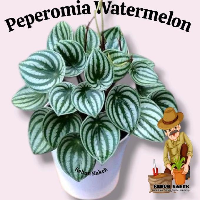 Parque - Tanaman Hias Peperomia Watermelon / Tanaman Hidup Peperomia Watermelon / Bibit Peperomia Wa