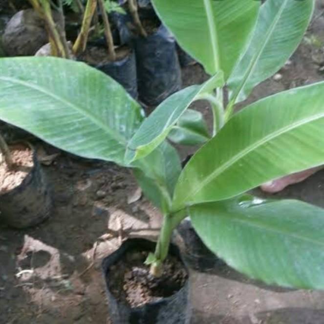 bibit tanaman pohon pisang tanduk botol anakan MMZ