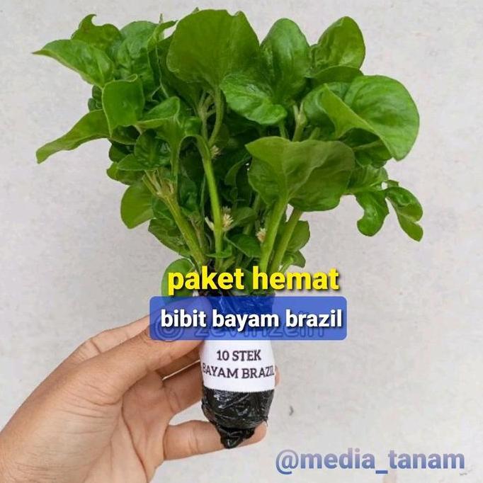 Parque - Bibit/Benih Stek Bayam Brazil
