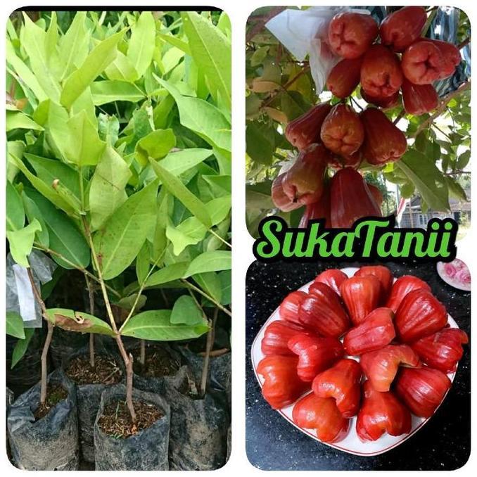 Parque - Bibit Jambu Air Citra Merah Bibit Jambu Air Citra Madu Okulasi